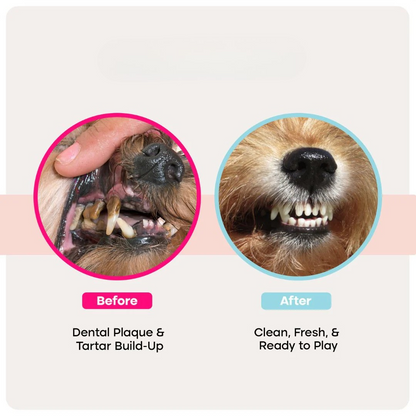 Pet Dental Wipes for Dogs & Cats